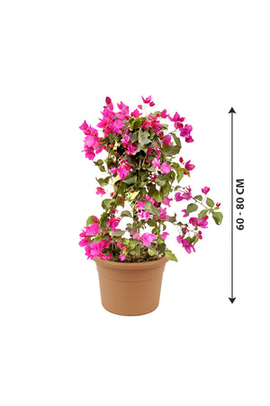 Bougainvillea - Paper Flower Plant - Plantsworld.ae
