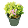 Bougainvillea Alexander outdoor flowering plant with vibrant colorful blooms – Buy Bougainvillea Alexander online at Plantsworld.ae