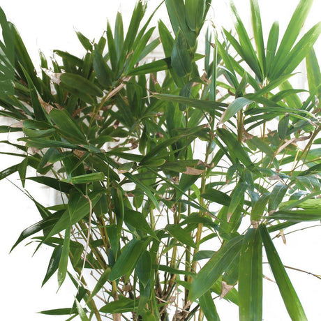 Buddha Bamboo-Bambusa Ventricosa - Buddha Bamboo-Bambusa Ventricosa - Plantsworld.ae