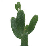 Bunny Ear Cactus - Opuntia Microdasys - Bunny Ear Cactus - Opuntia Microdasys - Plantsworld.ae