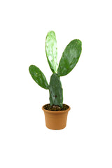 Bunny Ear Cactus - Opuntia Microdasys