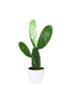 New Offer- Bunny Ear Cactus - Opuntia Microdasys - Cactus Plant