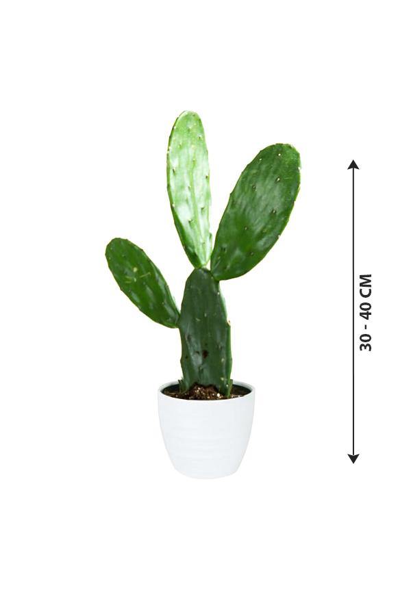 Bunny Ear Cactus - Opuntia Microdasys - Bunny Ear Cactus - Opuntia Microdasys - Plantsworld.ae