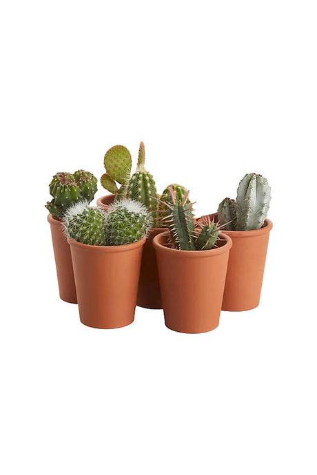 Kaktus-Kollektion – Zimmerkaktuspflanzen (5 Stück)