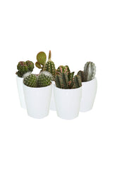 Kaktus-Kollektion – Zimmerkaktuspflanzen (5 Stück)