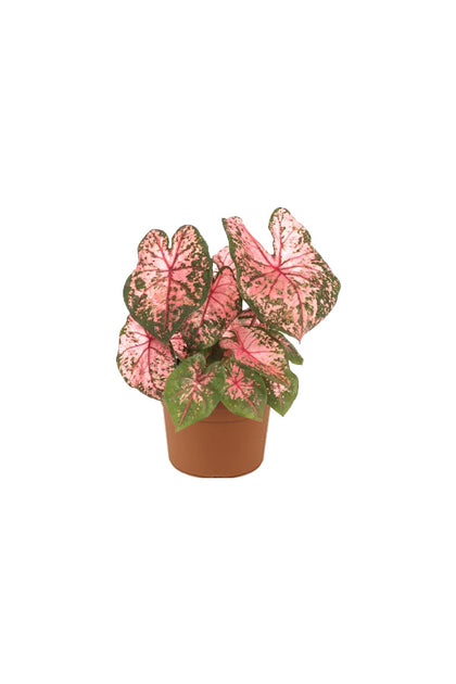 Caladium-Angel Wings - Indoor Plant
