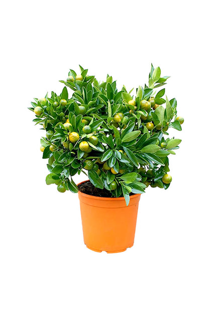 Calamansi - Citrofortunella Microcarpa - Outdoor Fruit Plant
