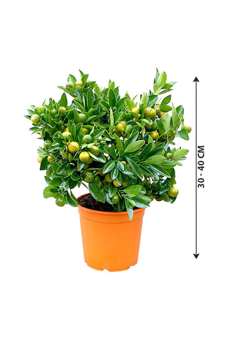 Calamansi - Citrofortunella Microcarpa - Outdoor Fruit Plant