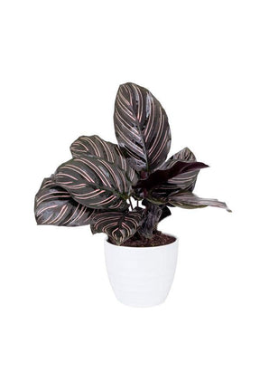 Calathea Goeppertia Ornata - Pinstripe Plant - Calathea Goeppertia Ornata - Pinstripe Plant - Plantsworld.ae