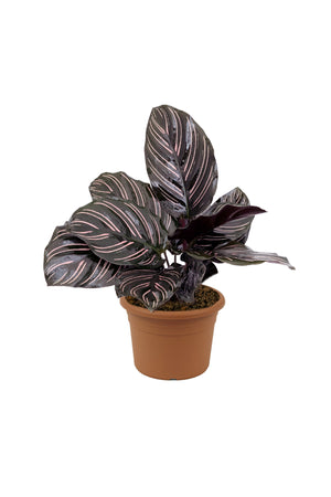 Calathea Goeppertia Ornata - Pinstripe Plant