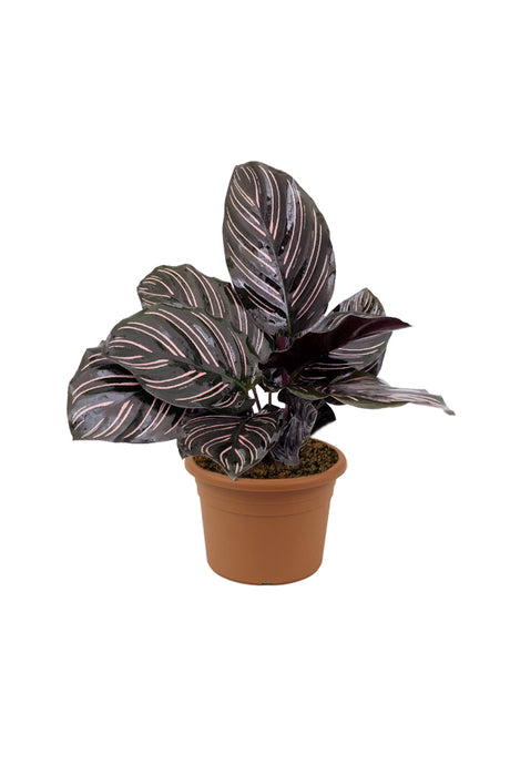 Calathea Goeppertia Ornata - Pinstripe Plant - Indoor Plant