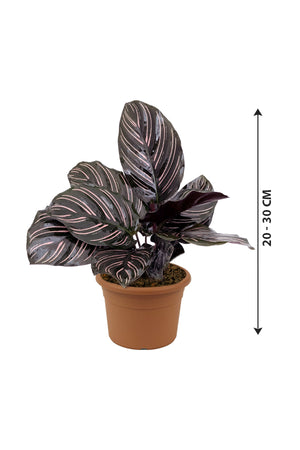 Calathea Goeppertia Ornata - Pinstripe Plant