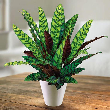 Calathea Lancifolia - Rattlesnake Plant - Calathea Lancifolia - Rattlesnake Plant - Plantsworld.ae