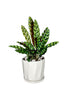 Calathea Lancifolia - Office Table Top Plant