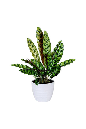 Calathea Lancifolia (Rattlesnake Plant) with its vibrant green leaves featuring a unique pattern resembling a rattlesnake. Ideal indoor plant for home or office decor