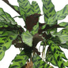 Calathea Lancifolia - Rattlesnake Plant - Calathea Lancifolia - Rattlesnake Plant - Plantsworld.ae