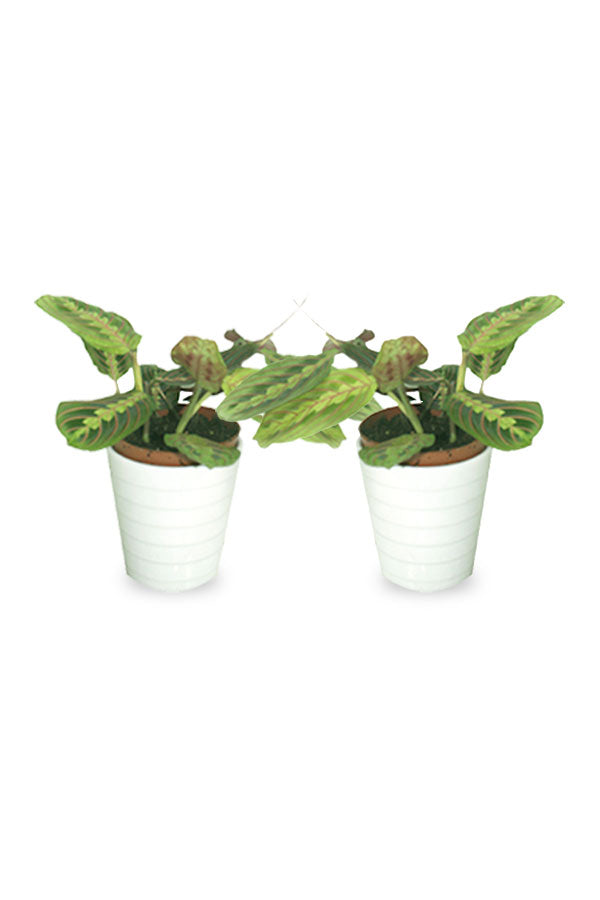 Buy One Get One- Calathea Maranta Indoor Plant