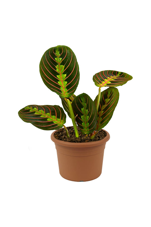 Calathea Maranta – Gebetspflanze – Zimmerpflanze