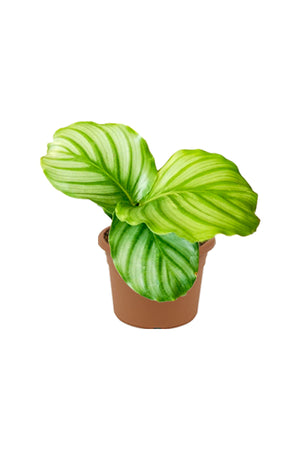 Calathea Orbifolia - Striped Calathea