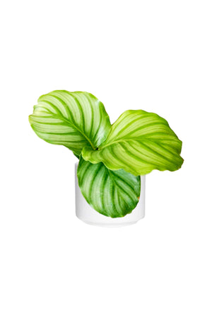 Calathea Orbifolia pet friendly indoor plant with large, round leaves, available at Plantsworld.ae