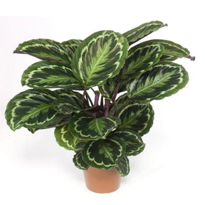 Calathea Peacock - Calathea Peacock - Plantsworld.ae