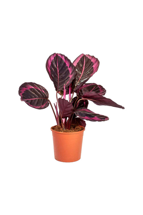 Calathea Dottie - Calathea Roseopicta