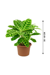 Calathea Zebrina - Indoor Plant