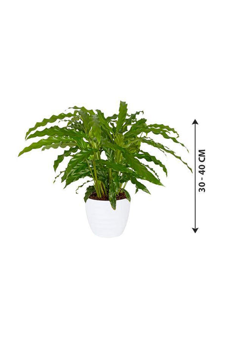 Calathea Bluegrass - Calathea Bluegrass - Plantsworld.ae