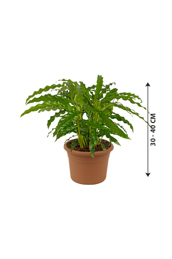 Calathea Bluegrass – Zimmerpflanze
