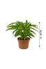 Calathea Bluegrass - Indoor Plant