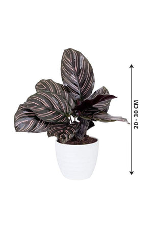 Calathea Goeppertia Ornata - Pinstripe Plant - Calathea Goeppertia Ornata - Pinstripe Plant - Plantsworld.ae
