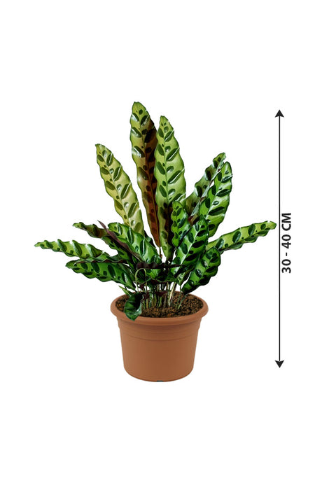Calathea Lancifolia - Rattlesnake Plant