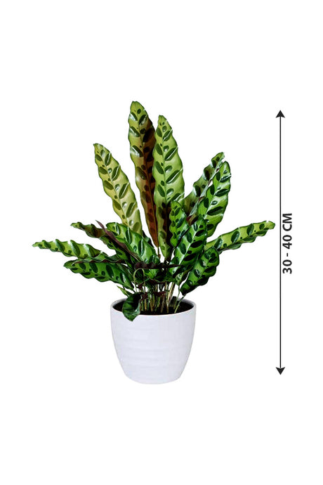 Calathea Lancifolia - Rattlesnake Plant