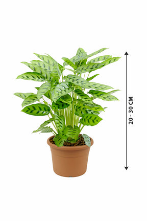 Calathea Leopardina - Goeppertia Concinna - Plantsworld.ae