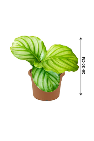 Calathea Orbifolia - Striped Calathea