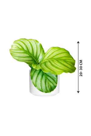 Calathea Orbifolia - Striped Calathea