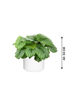 Calathea Orbifolia - Striped Calathea