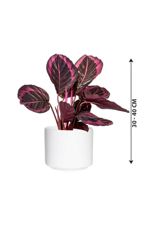 Calathea Dottie - Calathea Roseopicta - Plantsworld.ae