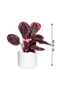 Calathea Dottie - Calathea Roseopicta - Plantsworld.ae