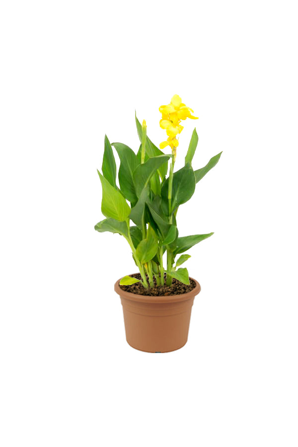 Canna Lily Yellow – Canna Indica – Blühende Pflanze für den Außenbereich