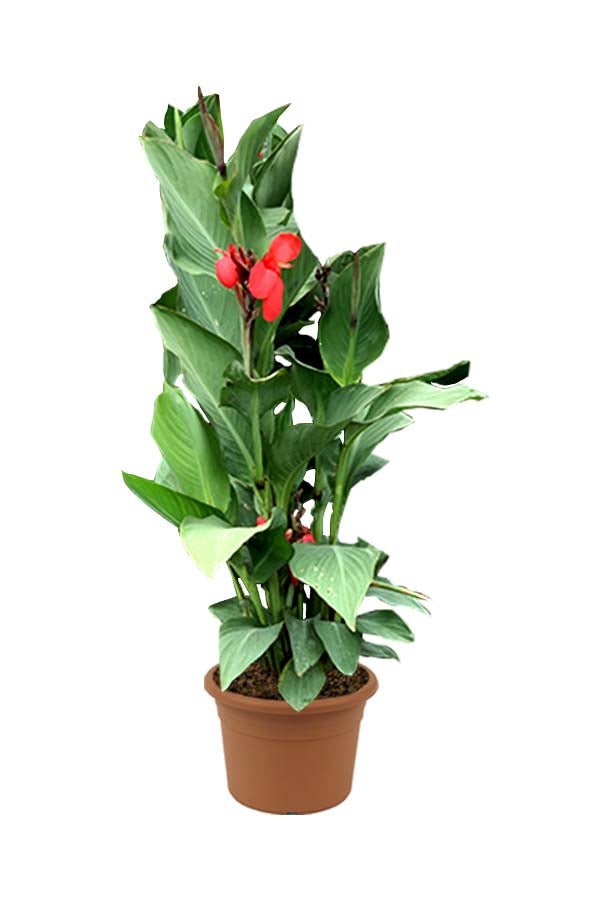 Canna Lily Red (Canna Indica) Outdoor Flowering Plant - Vibrant Red Blooms for Your Garden