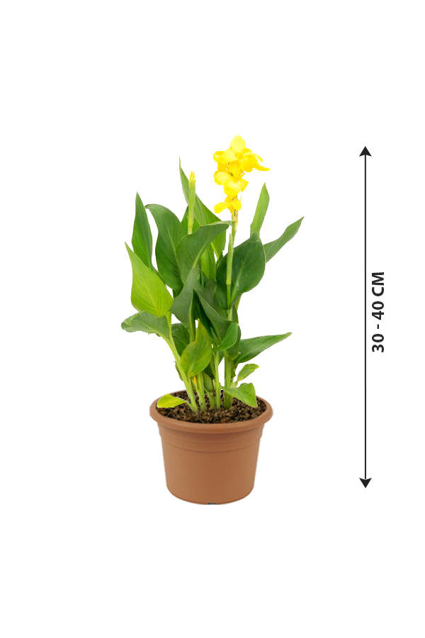 Outdoor potted plants delivered deals