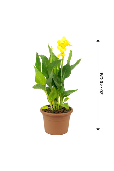 Canna Lily Yellow – Canna Indica – Blühende Pflanze für den Außenbereich