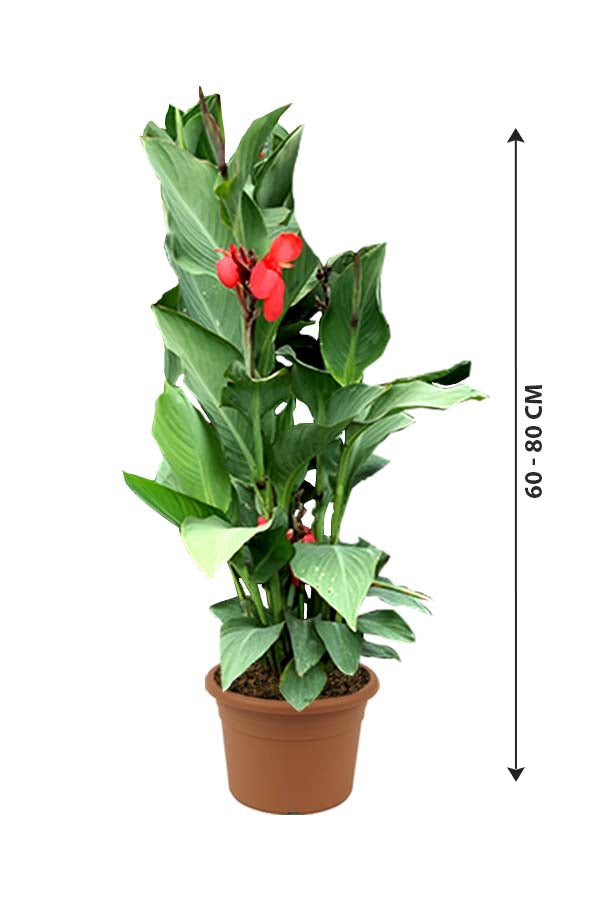 Canna lily Red - Canna Indica