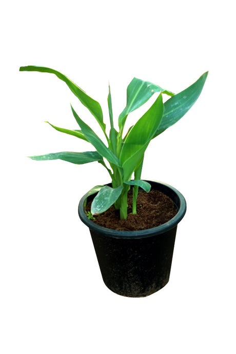 Canna Lily Yellow - Canna Indica - Outdoor Flowering Plant