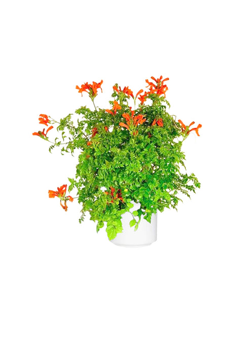 Kap-Geißblatt – Tecoma Capensis – Blühende Pflanze im Freien