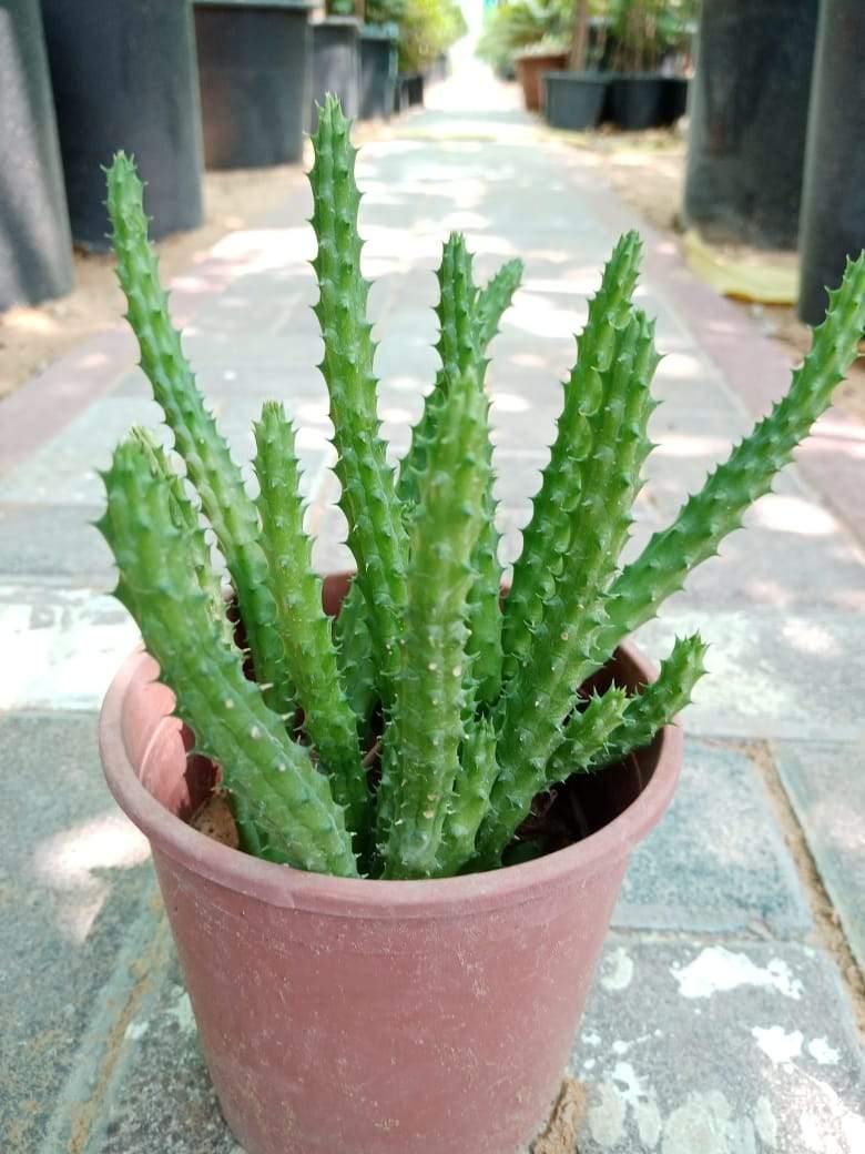 Caralluma Cactus-Caralluma Adscendens - Plantsworld.ae - {{ varient.name }}
