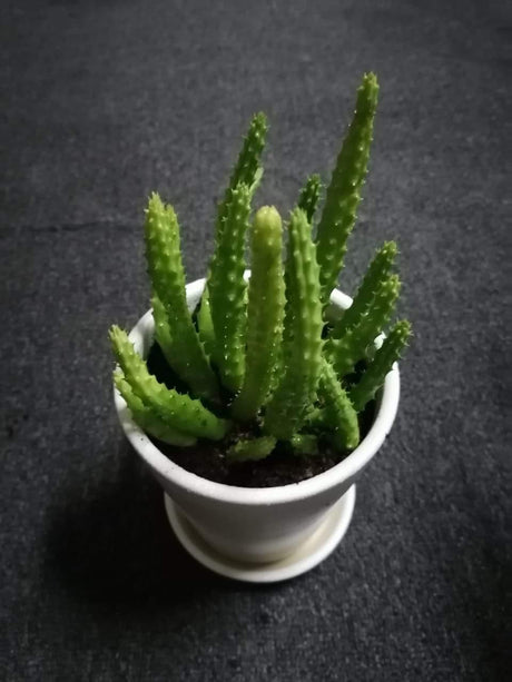 Caralluma Cactus-Caralluma Adscendens - Plantsworld.ae - {{ varient.name }}