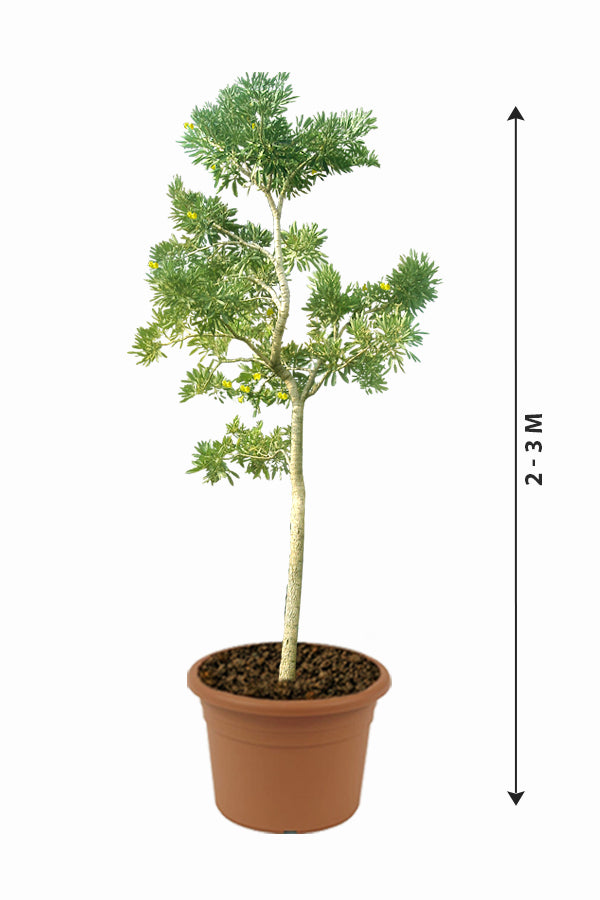 Caribbean Trumpet Tree-Tabebuia Aurea