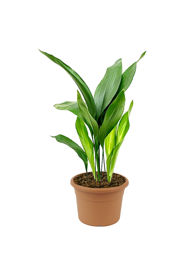 Gusseisenpflanze - Aspidistra Elatior - Tischpflanze